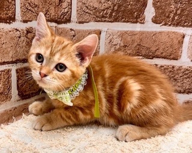 ネコ - 前橋みなみモール店 | ペッツワン