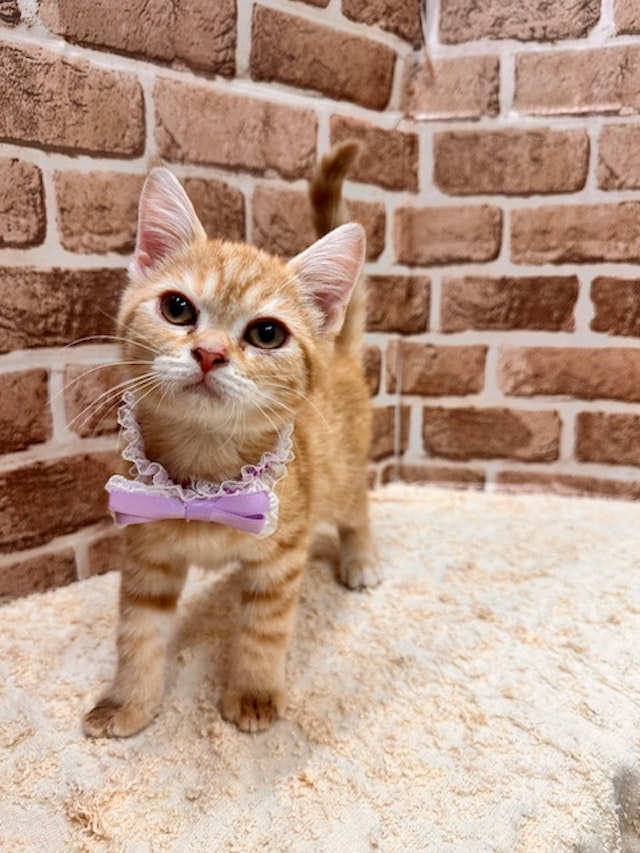 ネコ - 前橋みなみモール店 | ペッツワン