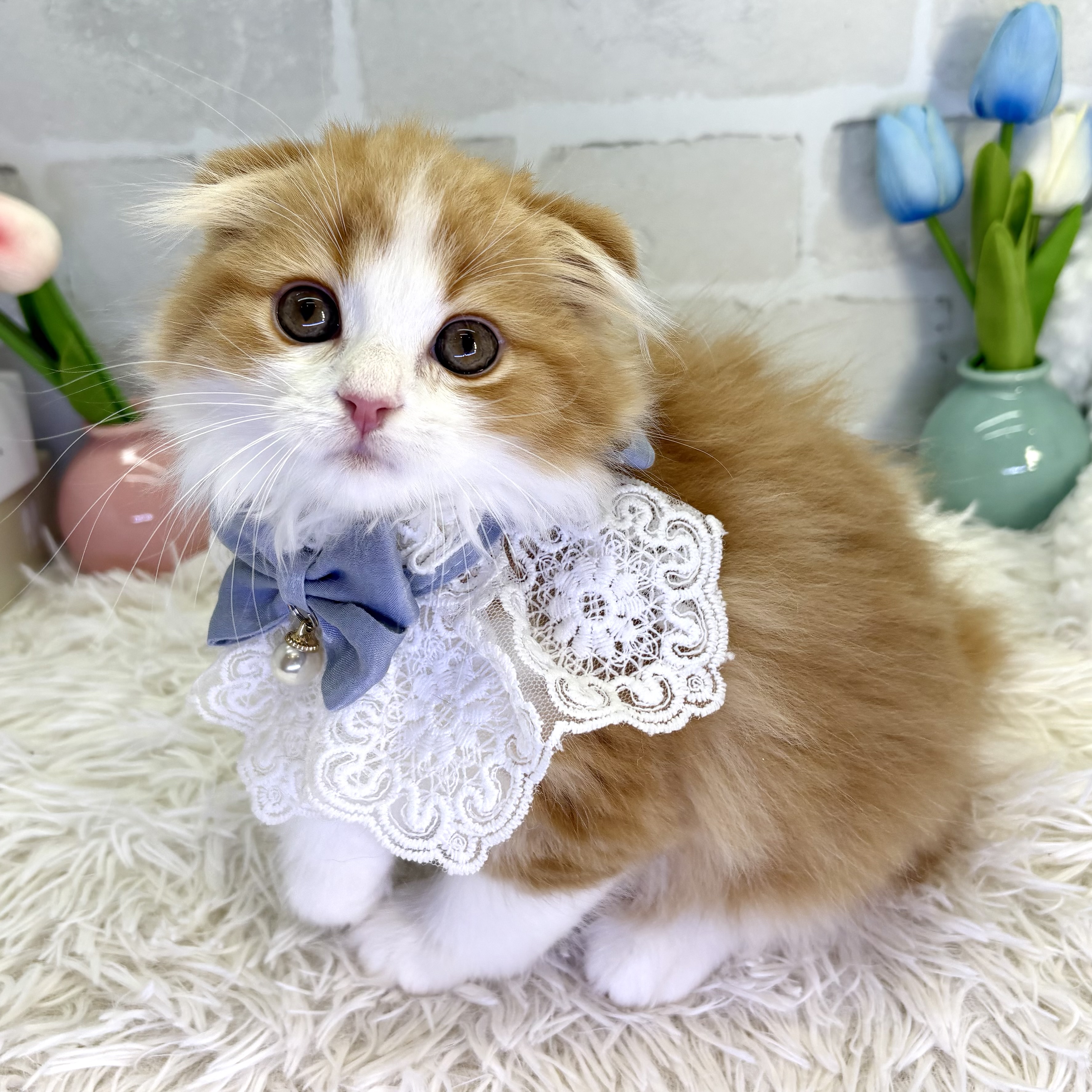 大阪府のスコティッシュフォールド (ペッツワン高槻店/2025年8月3日生まれ/男の子/レッドタビーホワイト)の子猫の3枚目の画像