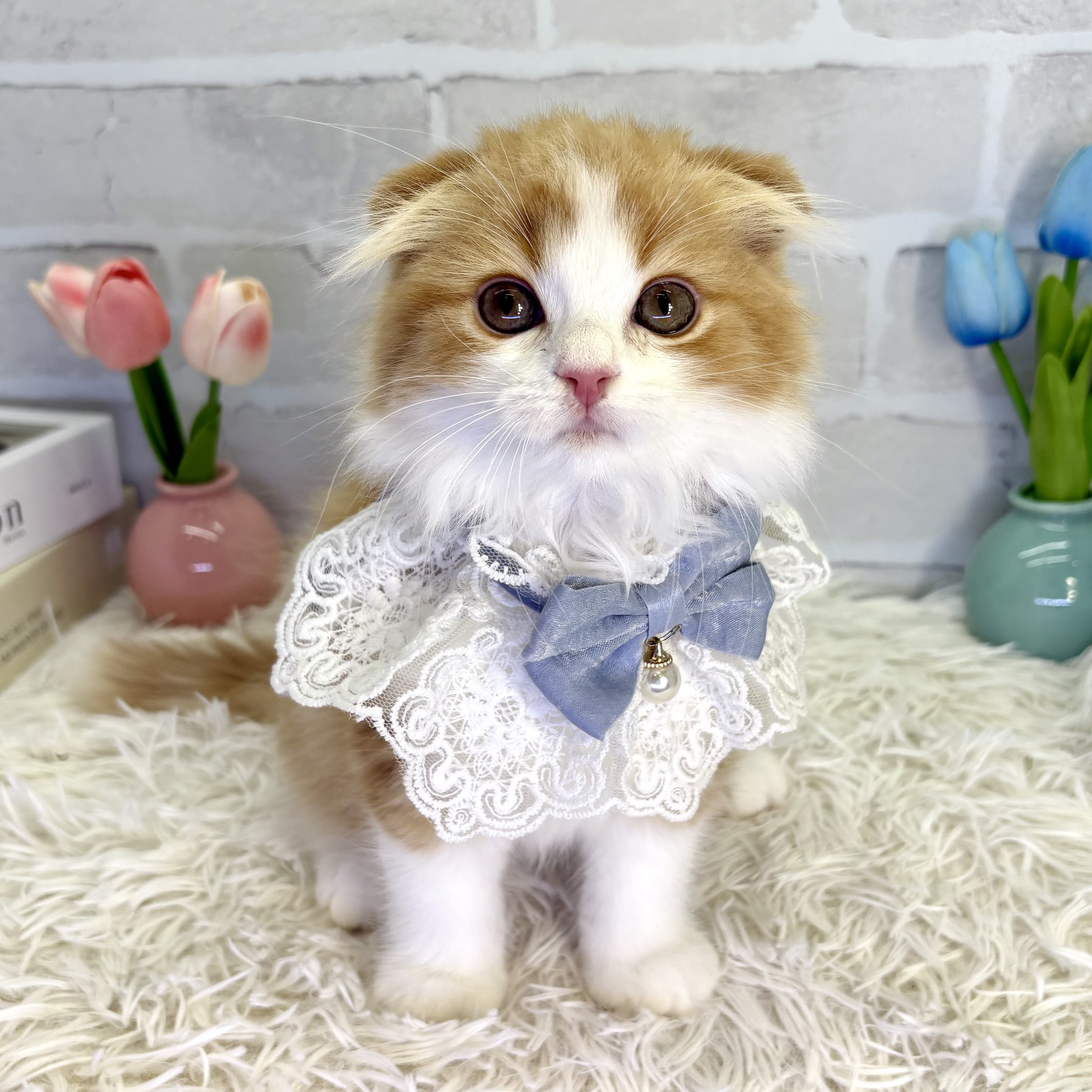 大阪府のスコティッシュフォールド (ペッツワン高槻店/2025年8月3日生まれ/男の子/レッドタビーホワイト)の子猫の1枚目の画像