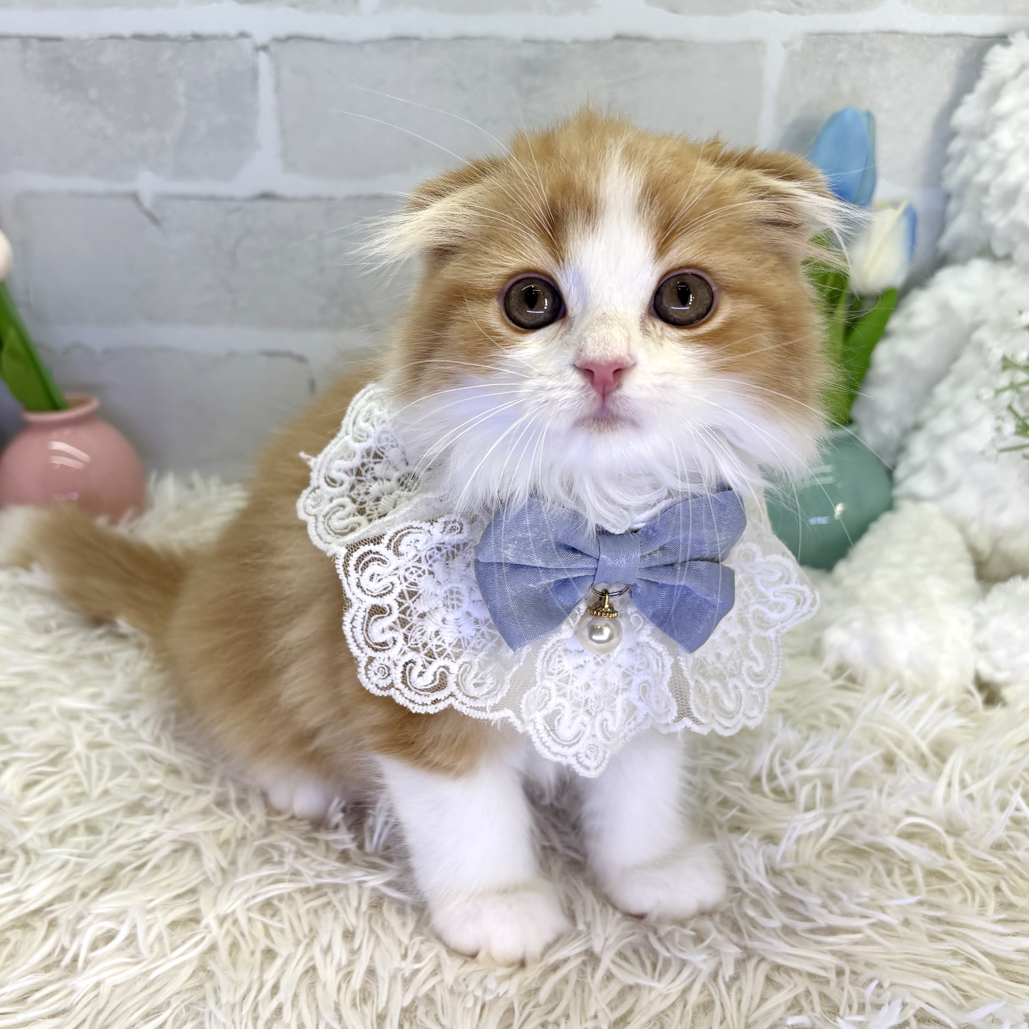 大阪府のスコティッシュフォールド (ペッツワン高槻店/2025年8月3日生まれ/男の子/レッドタビーホワイト)の子猫の2枚目の画像