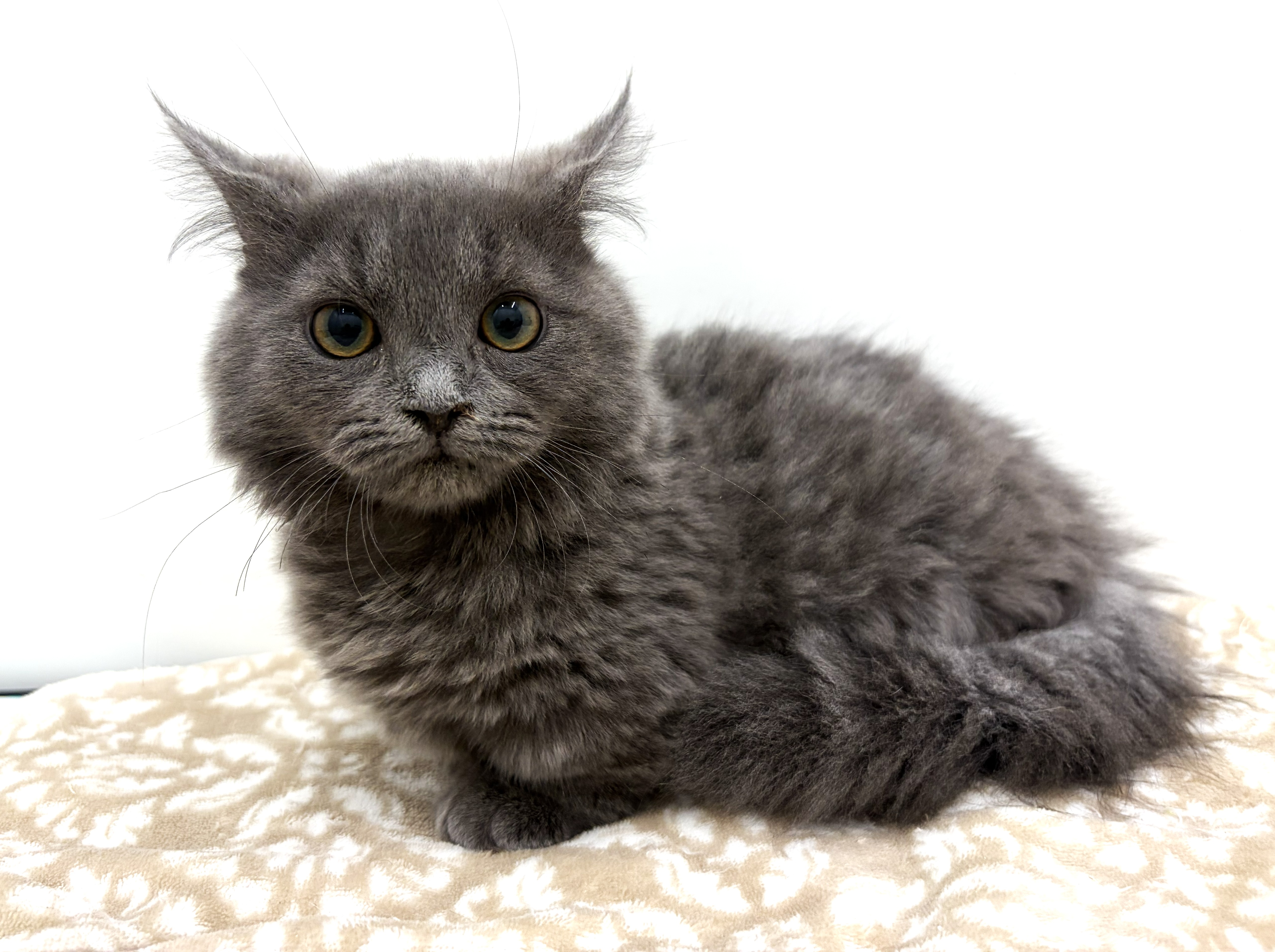 ネコ - 宇都宮平出店 | ペッツワン