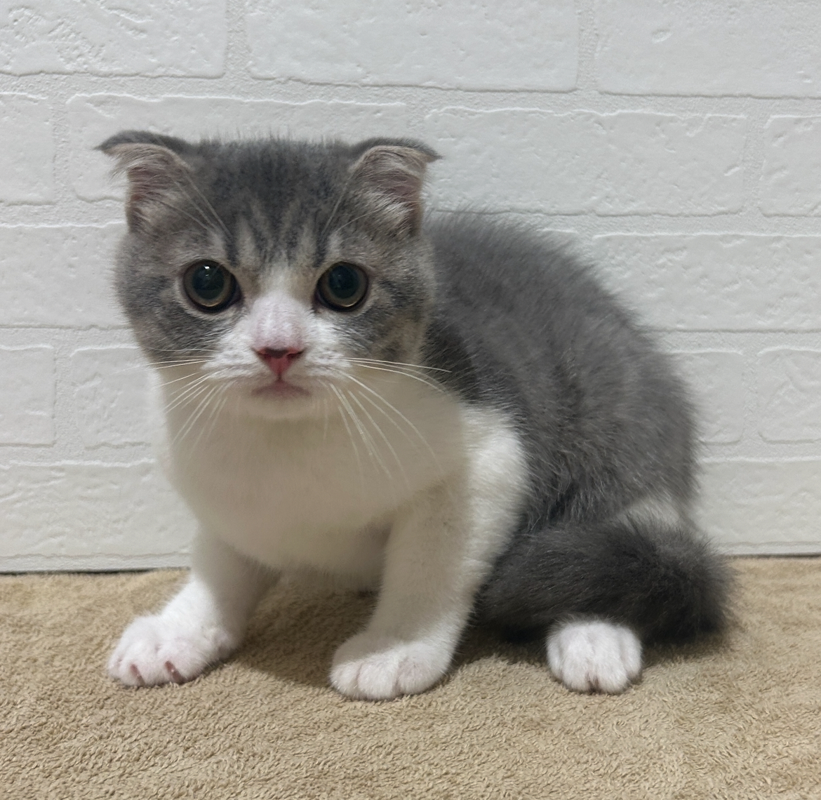 愛知県のスコティッシュフォールド (ペッツワン常滑店/2025年7月10日生まれ/女の子/ブルータビーホワイト)の子猫の2枚目の画像