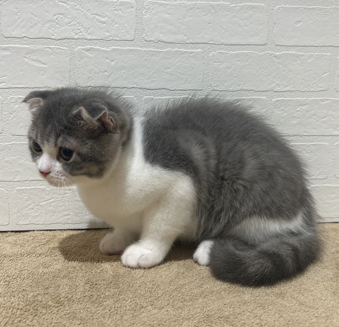 愛知県のスコティッシュフォールド (ペッツワン常滑店/2025年7月10日生まれ/女の子/ブルータビーホワイト)の子猫の3枚目の画像