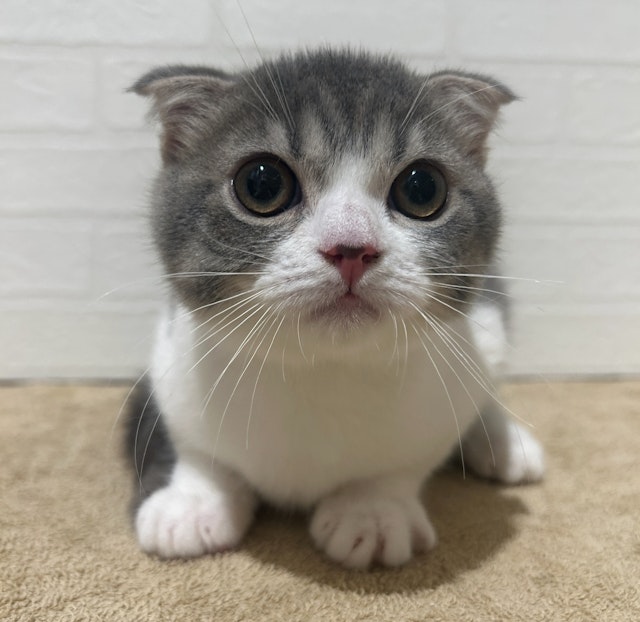 ネコ - 常滑店 | ペッツワン