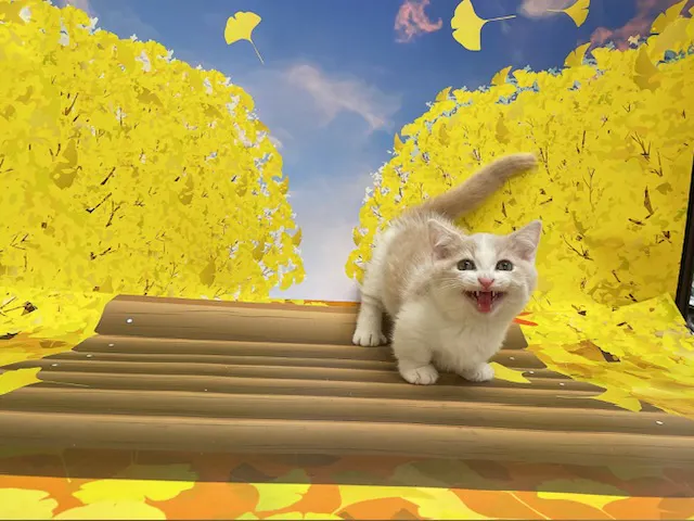 千葉県のマンチカン (ペッツワン木更津金田店/2025年8月10日生まれ/男の子/クリームホワイト)の子猫の2枚目の画像