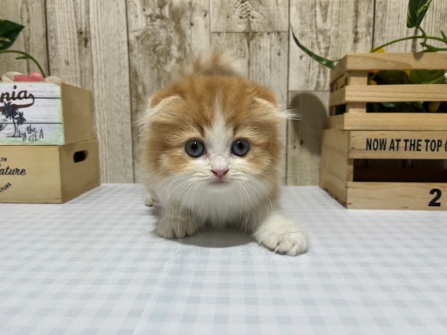 静岡県のスコティッシュフォールド (ペッツワン浜松都田テクノ店/2025年8月12日生まれ/男の子/レッドタビーホワイト)の子猫