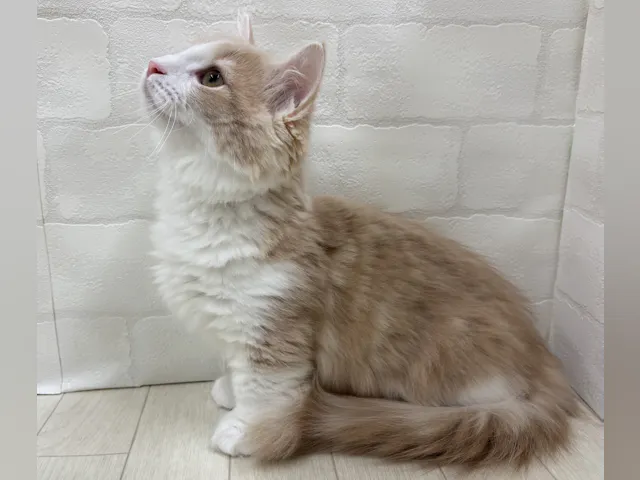 埼玉県のマンチカン (ペッツワン大利根店/2025年7月3日生まれ/女の子/クリームホワイト)の子猫の3枚目の画像