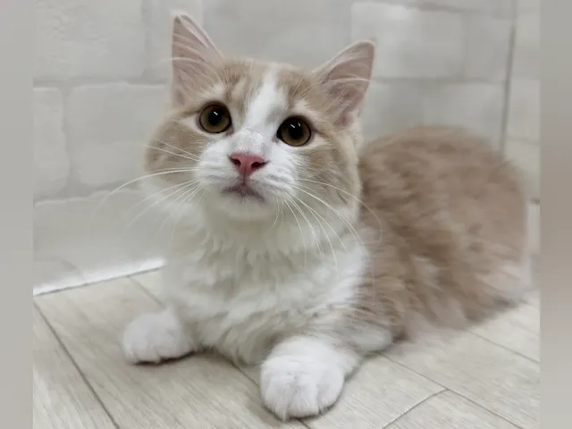埼玉県のマンチカン (ペッツワン大利根店/2025年7月3日生まれ/女の子/クリームホワイト)の子猫の2枚目の画像
