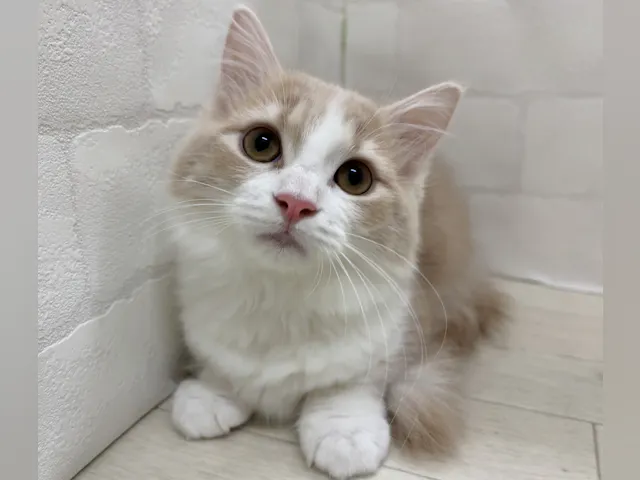 埼玉県のマンチカン (ペッツワン大利根店/2025年7月3日生まれ/女の子/クリームホワイト)の子猫の1枚目の画像