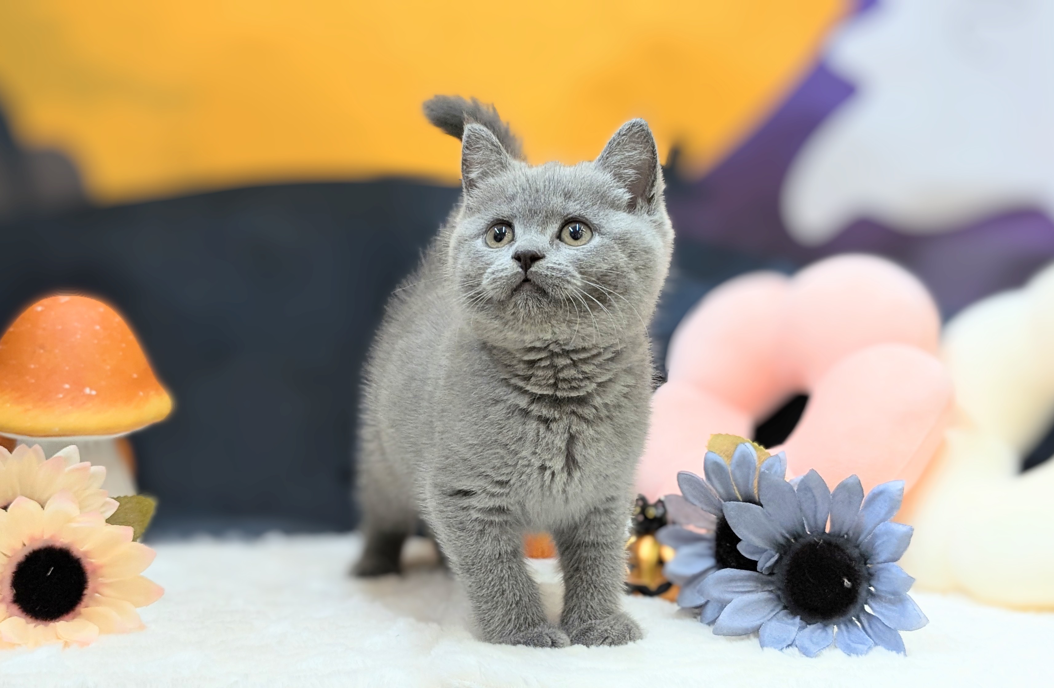 兵庫県のブリティッシュショートヘアー (ペッツワン神戸西神南店/2025年8月13日生まれ/女の子/ブルー)の子猫の3枚目の画像