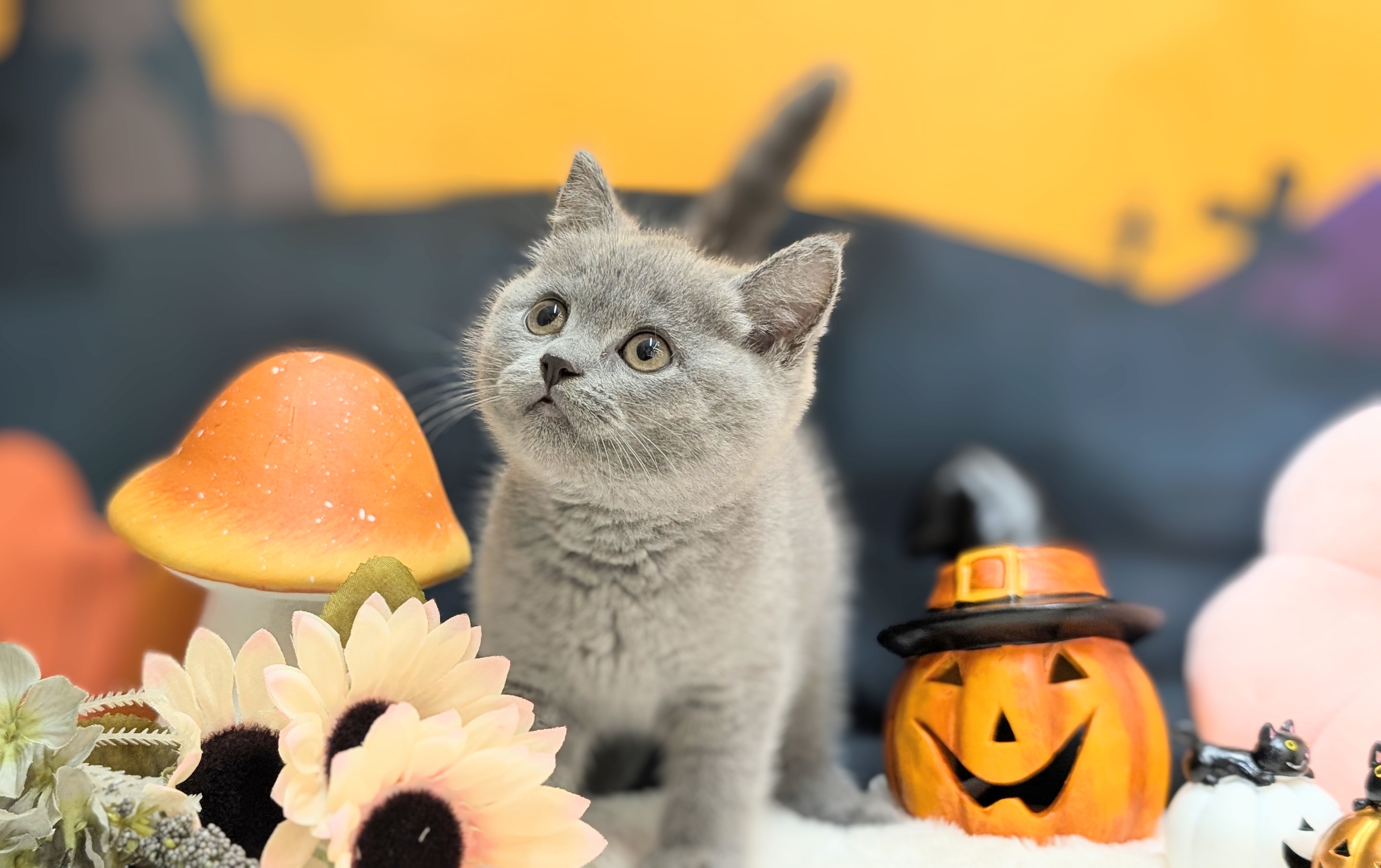 兵庫県のブリティッシュショートヘアー (ペッツワン神戸西神南店/2025年8月13日生まれ/女の子/ブルー)の子猫の2枚目の画像