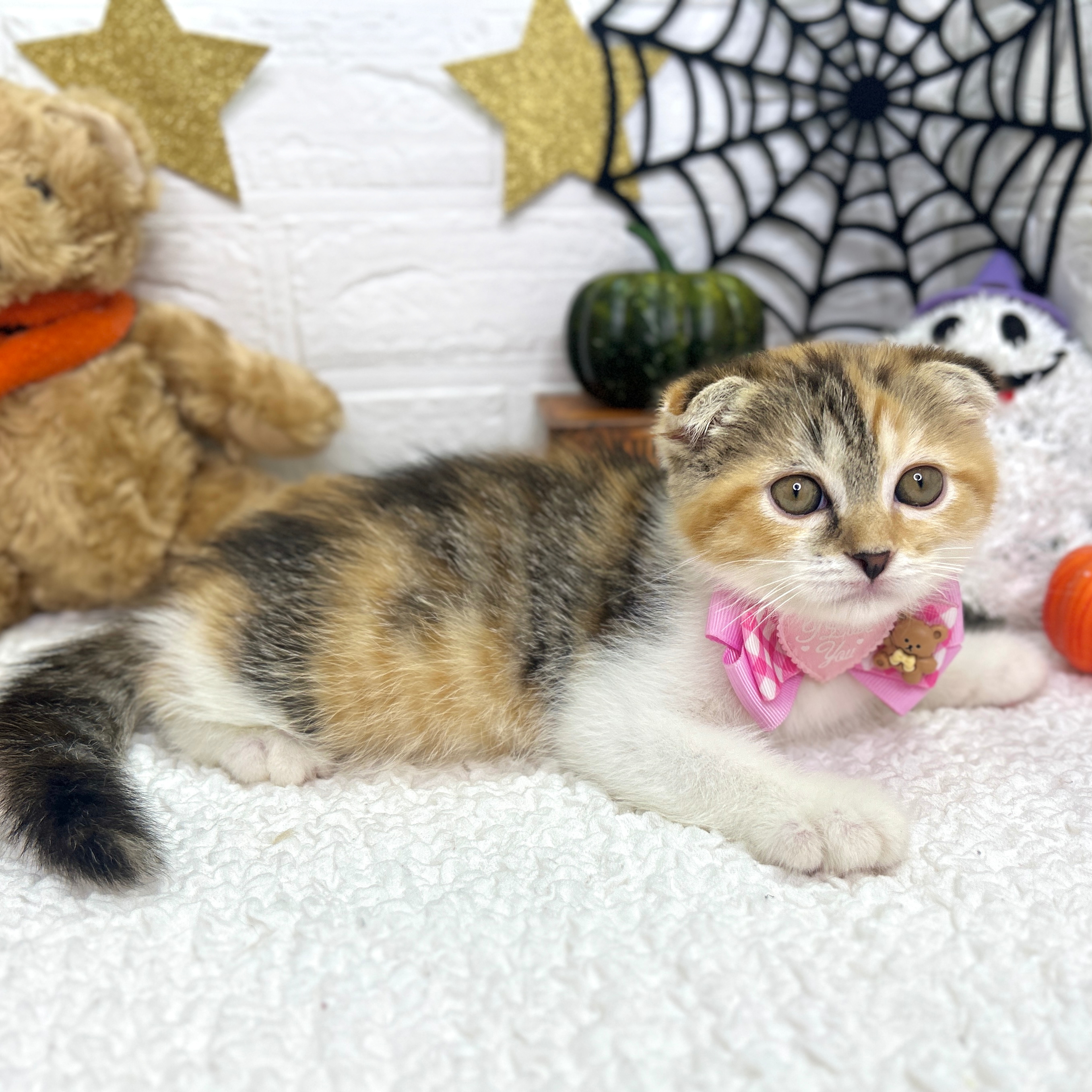 大阪府のスコティッシュフォールド (ペッツワン東大阪店/2025年8月14日生まれ/女の子/シルバーパッチドタビー)の子猫の2枚目の画像