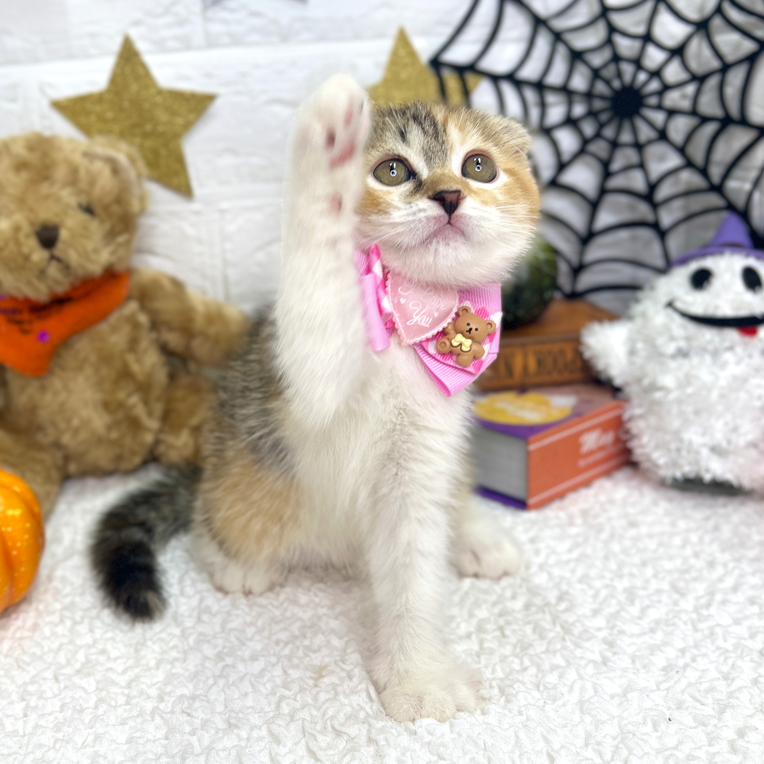 大阪府のスコティッシュフォールド (ペッツワン東大阪店/2025年8月14日生まれ/女の子/シルバーパッチドタビー)の子猫の3枚目の画像