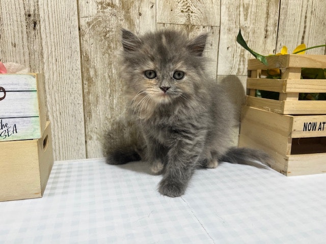 ネコ - 浜松都田テクノ店 | ペッツワン