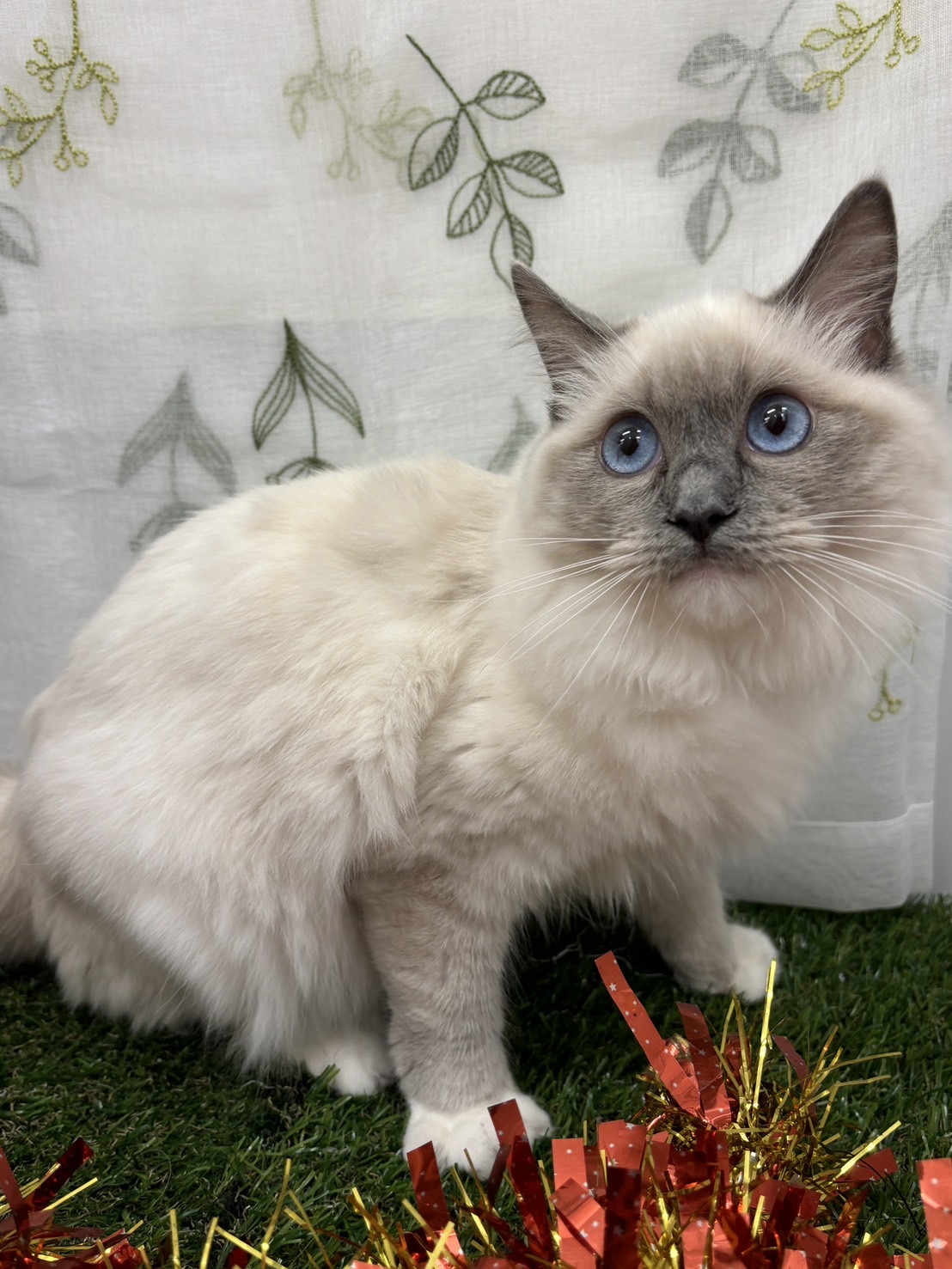 茨城県のラグドール (ペッツワン石岡玉里店/2025年3月15日生まれ/女の子/ブルーポイント)の子猫
