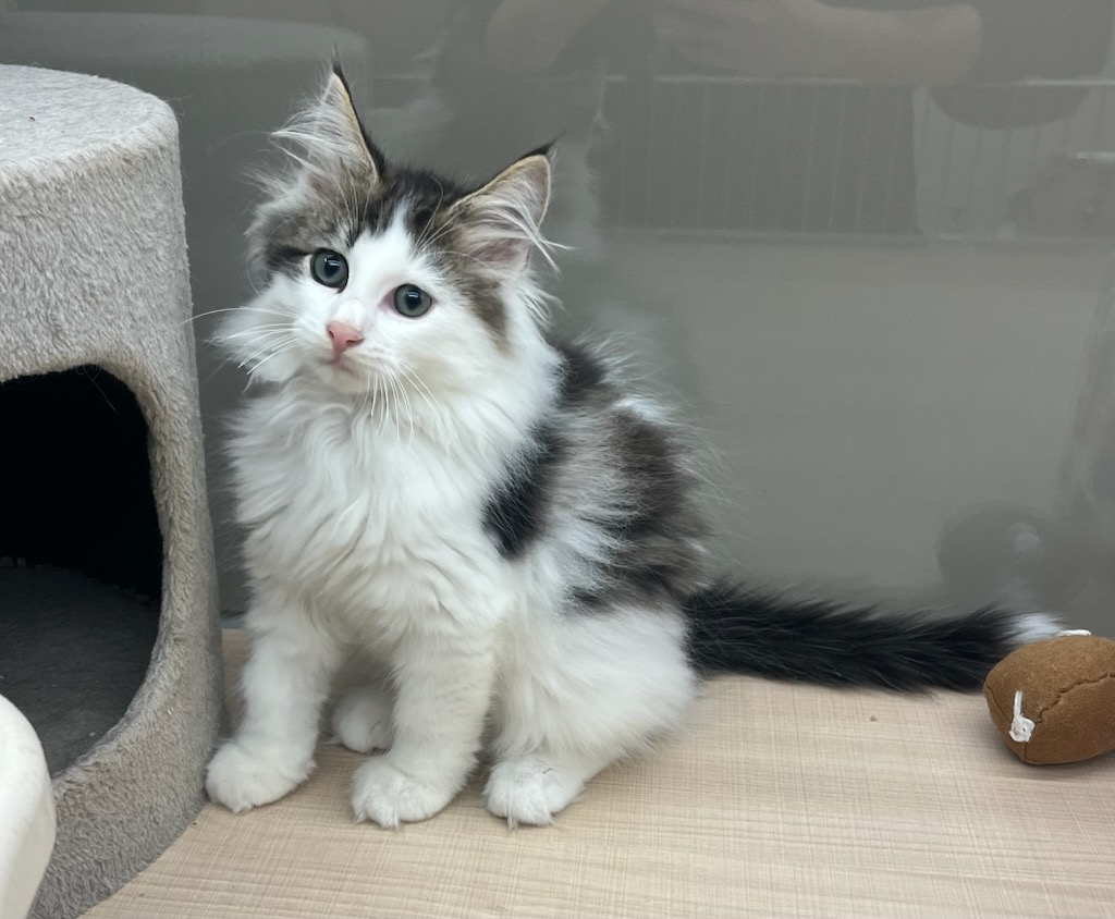 千葉県のサイベリアン (ペッツワン富津店/2025年8月10日生まれ/男の子/ブラウンタビーホワイト)の子猫の1枚目の画像