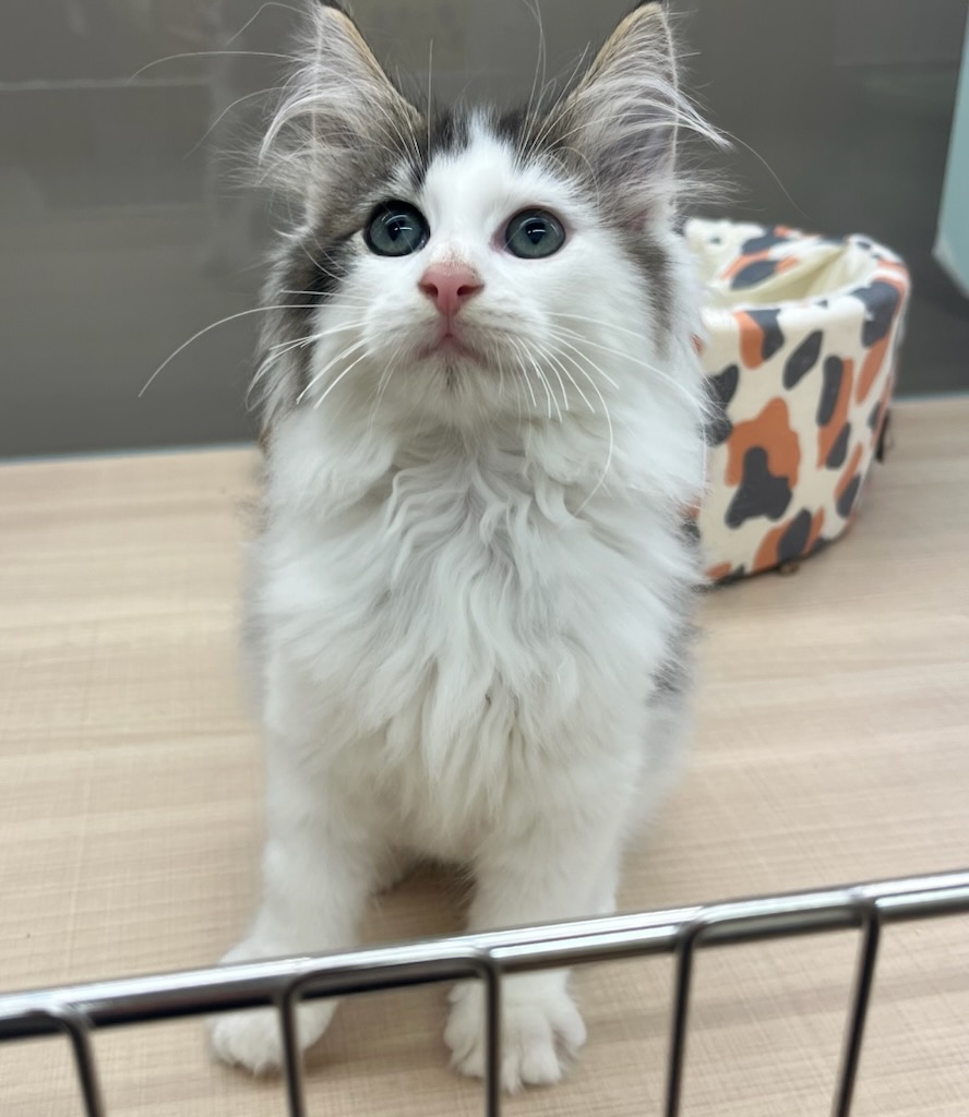 千葉県のサイベリアン (ペッツワン富津店/2025年8月10日生まれ/男の子/ブラウンタビーホワイト)の子猫の2枚目の画像