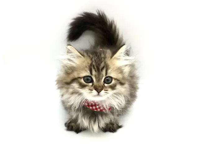 埼玉県のマンチカン (ペッツワン鶴ヶ島店/2025年8月18日生まれ/男の子/ブラウンタビー)の子猫の2枚目の画像