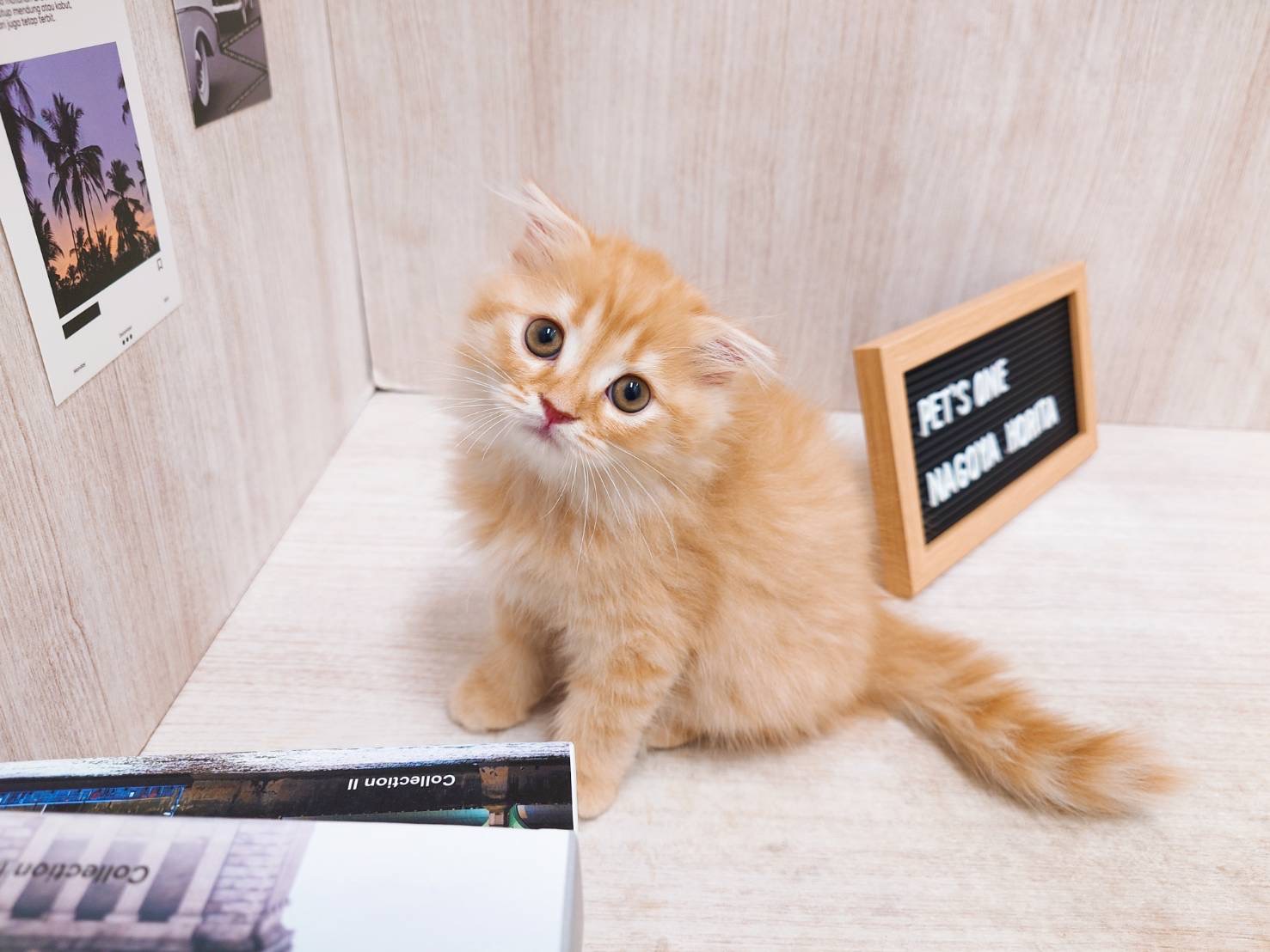 愛知県のスコティッシュフォールド (ペッツワン名古屋堀田店/2025年8月18日生まれ/女の子/レッドタビー)の子猫の1枚目の画像