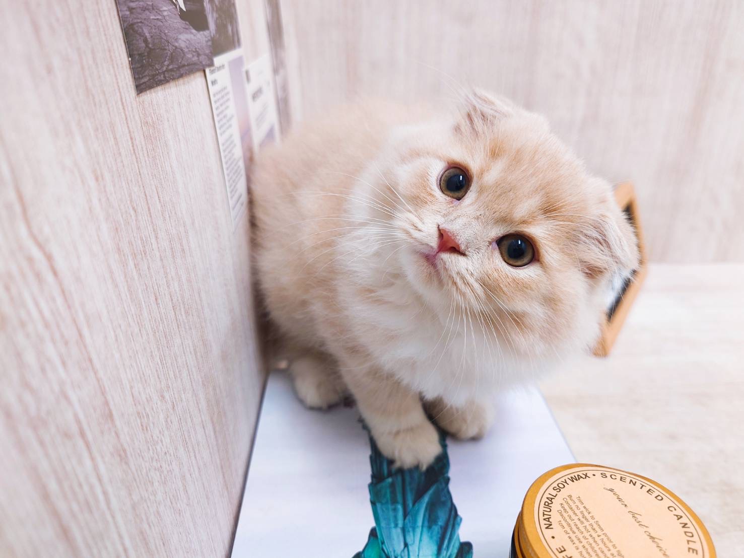 愛知県のスコティッシュフォールド (ペッツワン名古屋堀田店/2025年8月5日生まれ/女の子/クリームタビーホワイト)の子猫の1枚目の画像