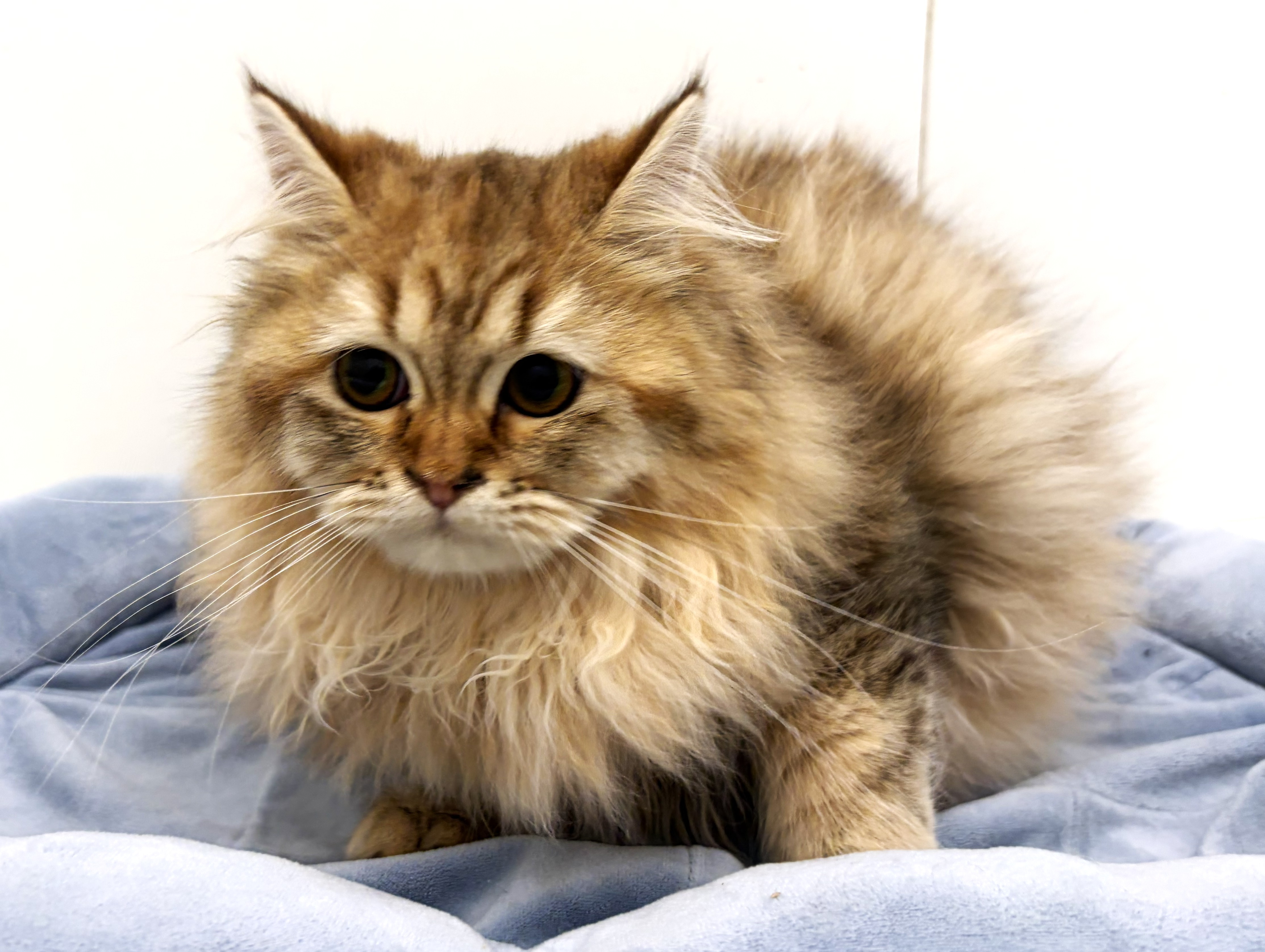 ネコ - 宇都宮平出店 | ペッツワン