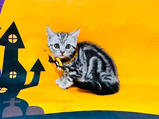 兵庫県のアメリカンショートヘアー (ペッツワン神戸深江浜店/2025年8月15日生まれ/男の子/シルバータビー)の子猫の2枚目の画像