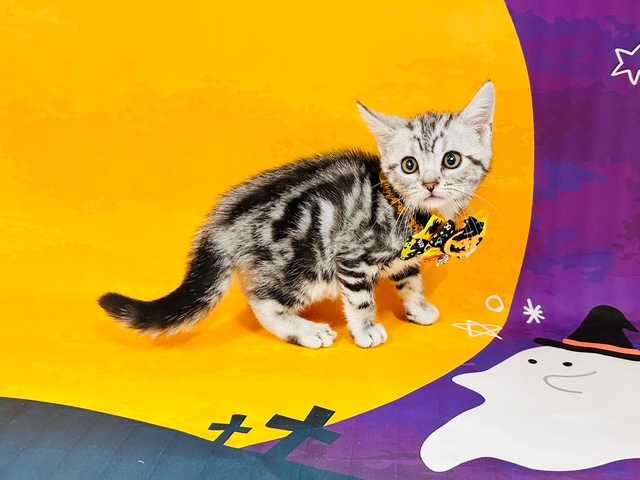 兵庫県のアメリカンショートヘアー (ペッツワン神戸深江浜店/2025年8月15日生まれ/男の子/シルバータビー)の子猫の3枚目の画像