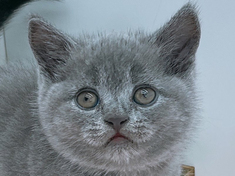 愛知県のスコティッシュフォールド (ペッツワン小牧店/2025年8月24日生まれ/女の子/ブルー)の子猫