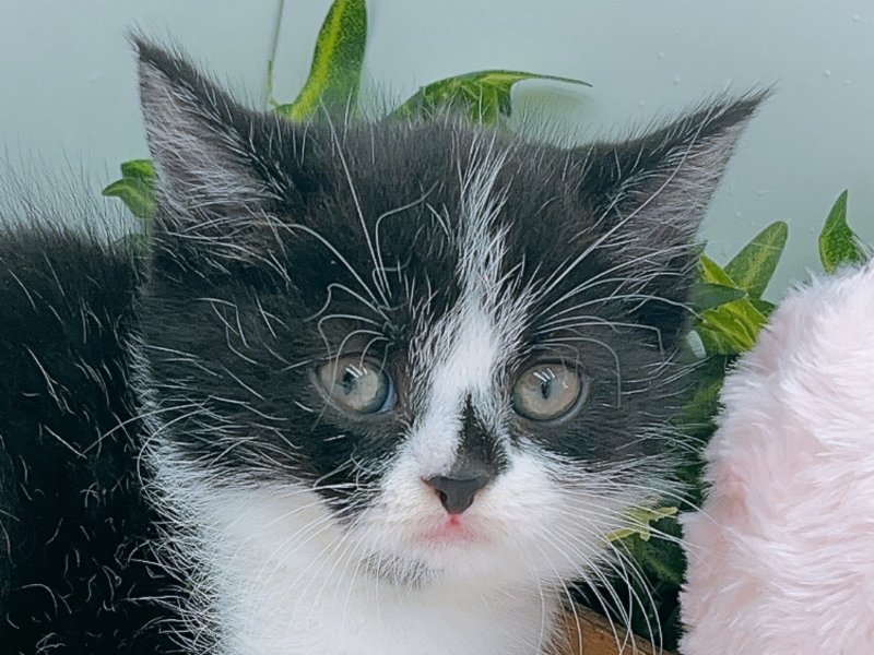 愛知県のスコティッシュフォールド (ペッツワン小牧店/2025年8月24日生まれ/男の子/ブラック)の子猫