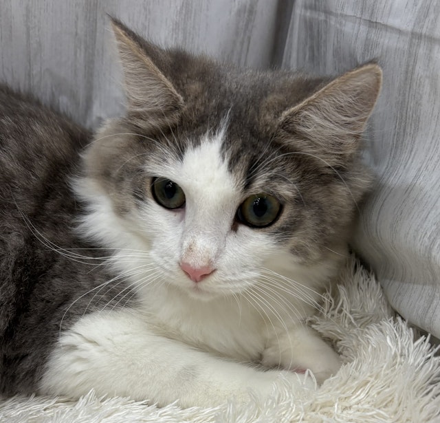 ネコ - 佐倉店 | ペッツワン