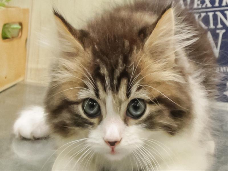 ネコ - 仙台富谷店 | ペッツワン