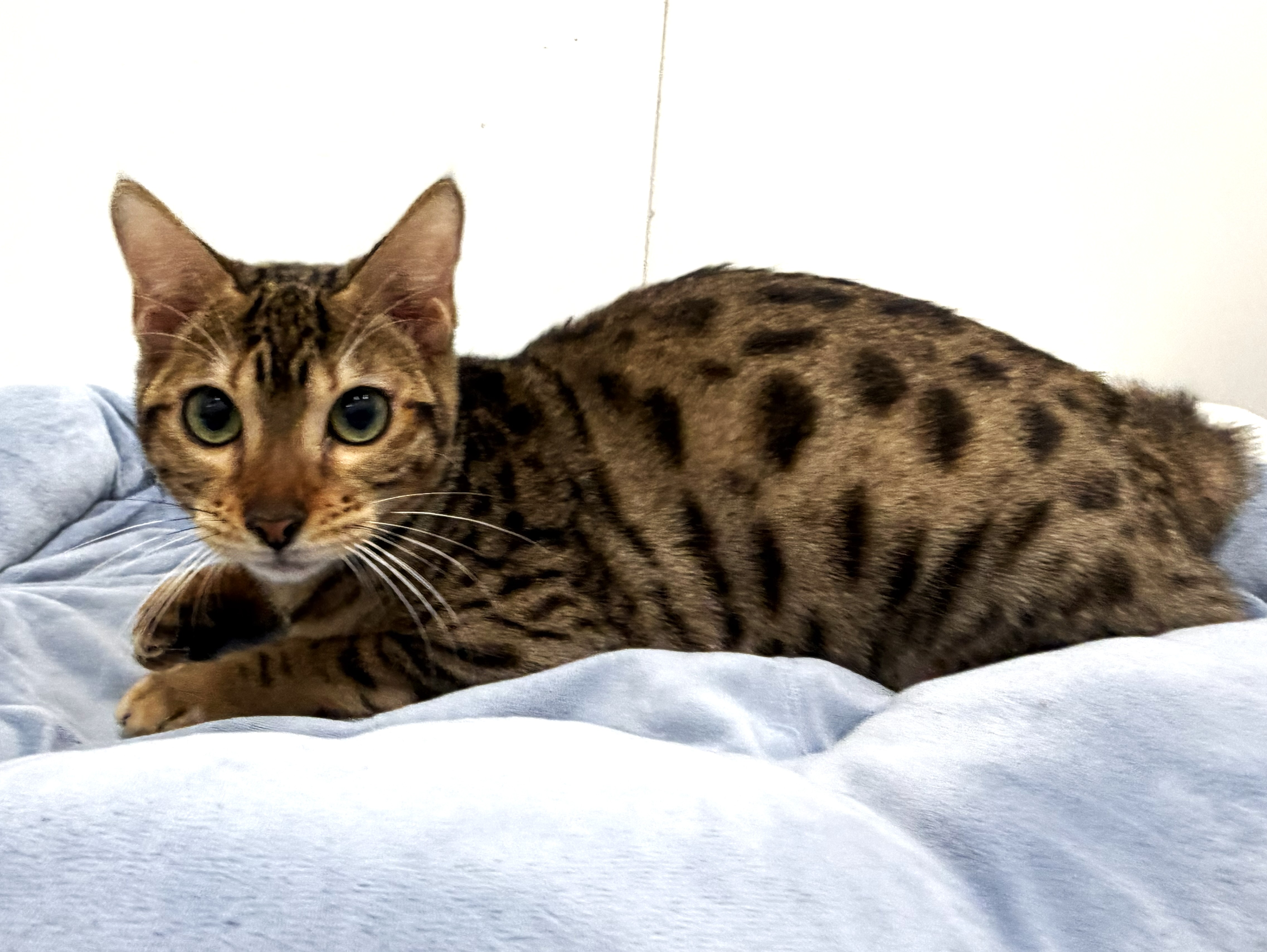 ネコ - 宇都宮平出店 | ペッツワン