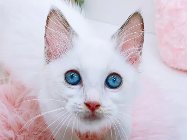 2025年8月24日生まれのラグドールの1枚目の写真