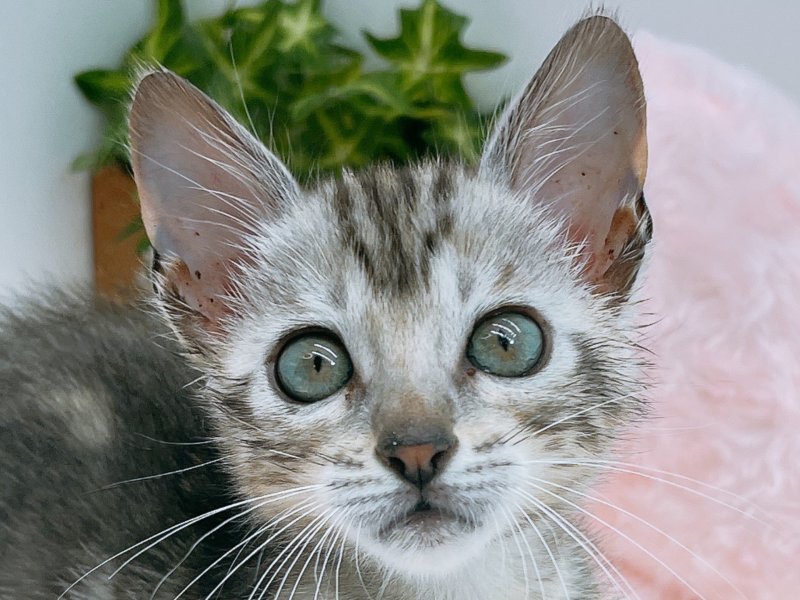 愛知県のベンガル (ペッツワン小牧店/2025年8月20日生まれ/女の子/ブラウン)の子猫