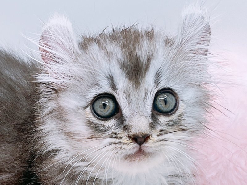 愛知県のアメリカンカール (ペッツワン小牧店/2025年8月31日生まれ/男の子/シルバー)の子猫