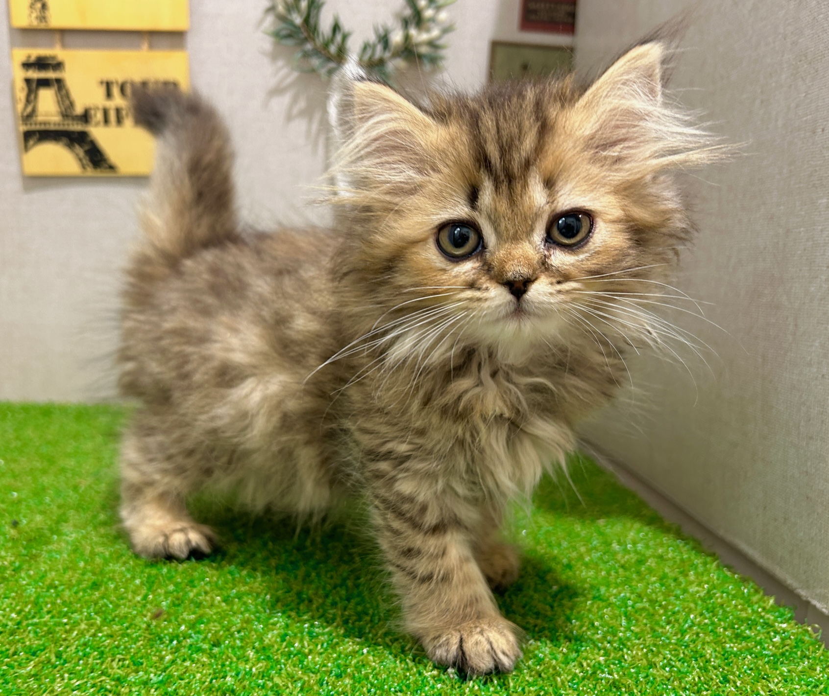 茨城県のミヌエット (ペッツワン水戸店/2025年8月30日生まれ/女の子/チンチラゴールデン)の子猫の3枚目の画像