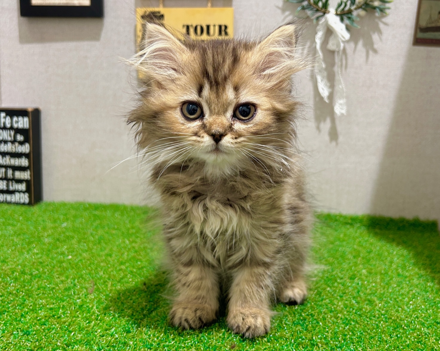 茨城県のミヌエット (ペッツワン水戸店/2025年8月30日生まれ/女の子/チンチラゴールデン)の子猫の1枚目の画像