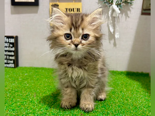 茨城県のミヌエット (ペッツワン水戸店/2025年8月30日生まれ/女の子/チンチラゴールデン)の子猫