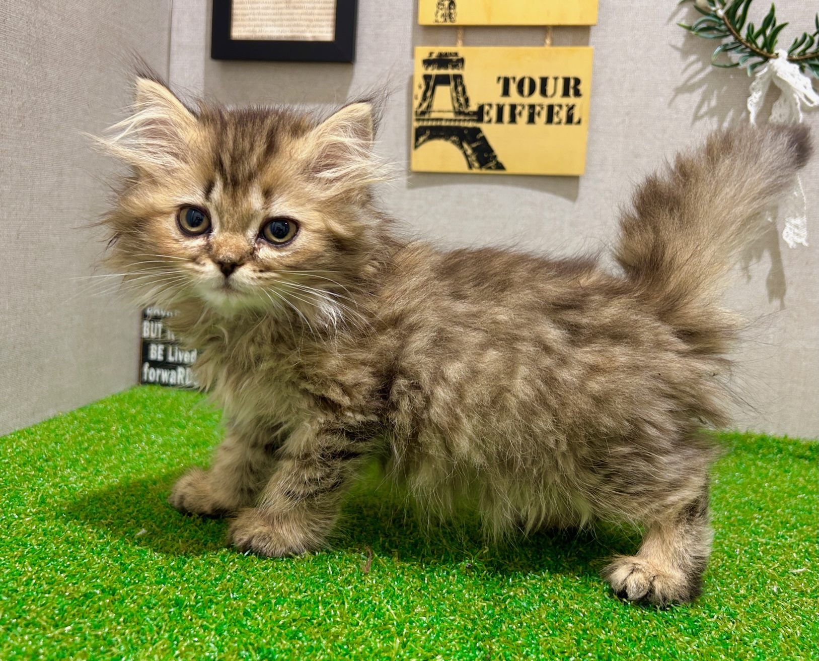 茨城県のミヌエット (ペッツワン水戸店/2025年8月30日生まれ/女の子/チンチラゴールデン)の子猫の2枚目の画像