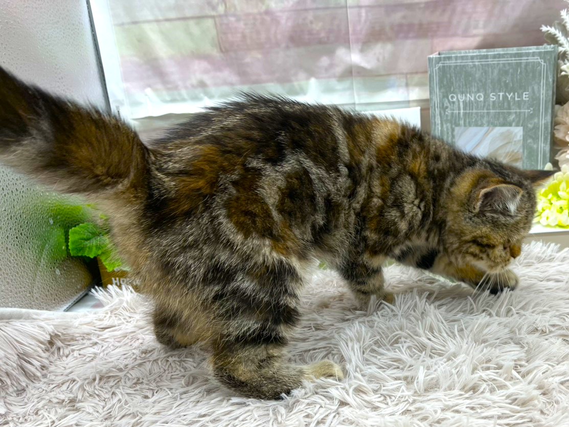 静岡県のエキゾチック (ペッツワン掛川店/2025年7月30日生まれ/女の子/ブラウンタビー)の子猫の2枚目の画像
