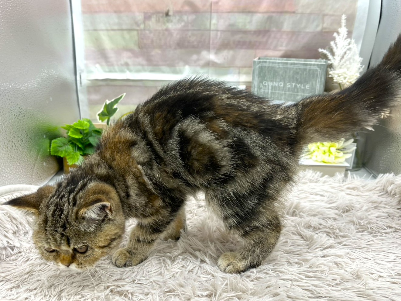 静岡県のエキゾチック (ペッツワン掛川店/2025年7月30日生まれ/女の子/ブラウンタビー)の子猫の3枚目の画像