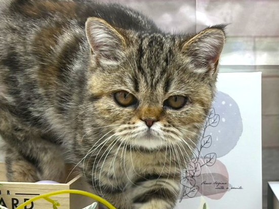 静岡県のエキゾチック (ペッツワン掛川店/2025年7月30日生まれ/女の子/ブラウンタビー)の子猫の1枚目の画像