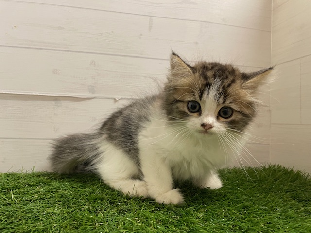 茨城県のミヌエット (ペッツワン日立店/2025年7月22日生まれ/男の子/ブラウンタビーホワイト)の子猫