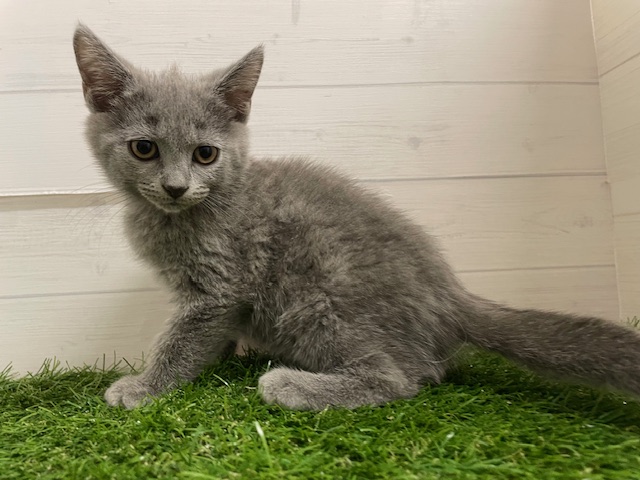 茨城県のシャルトリュー (ペッツワン日立店/2025年8月14日生まれ/男の子/ブルー)の子猫