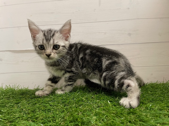 茨城県のアメリカンショートヘアー (ペッツワン日立店/2025年8月16日生まれ/女の子/シルバータビー)の子猫