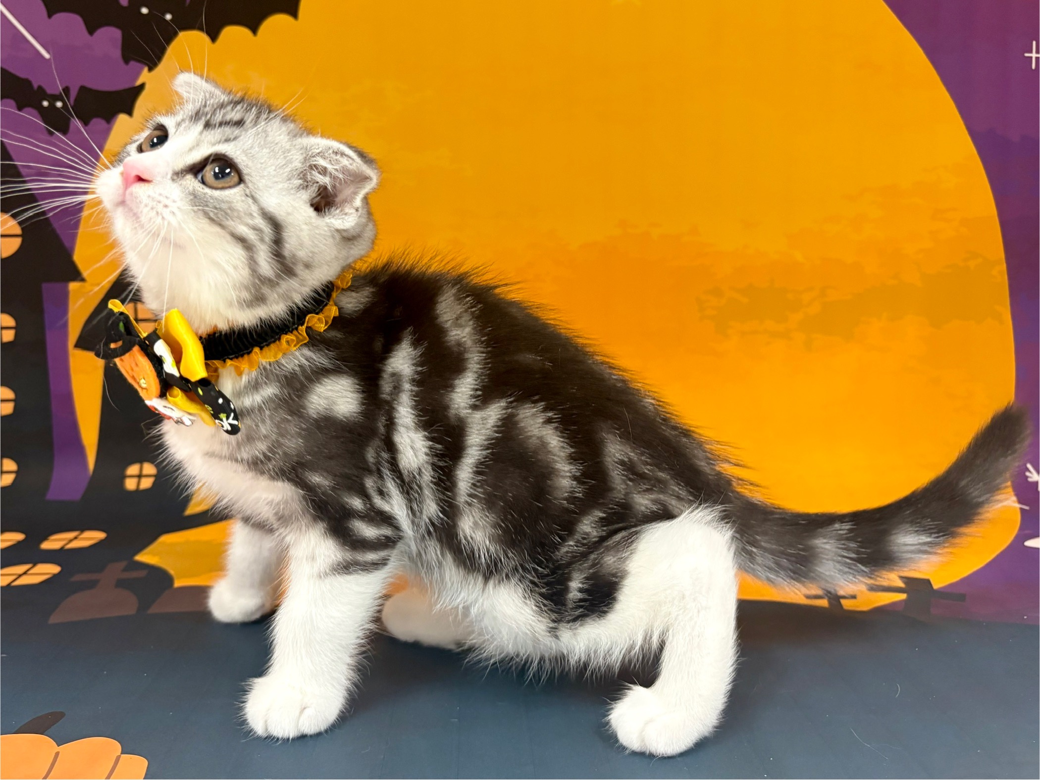 兵庫県のスコティッシュフォールド (ペッツワン神戸深江浜店/2025年8月25日生まれ/男の子/シルバータビーホワイト)の子猫の2枚目の画像