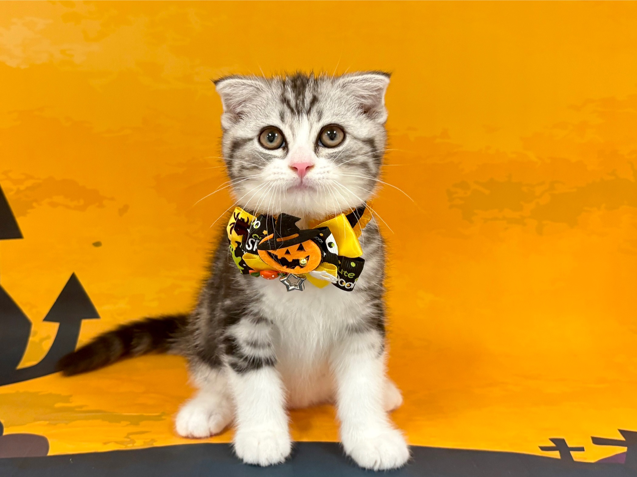 兵庫県のスコティッシュフォールド (ペッツワン神戸深江浜店/2025年8月25日生まれ/男の子/シルバータビーホワイト)の子猫の3枚目の画像