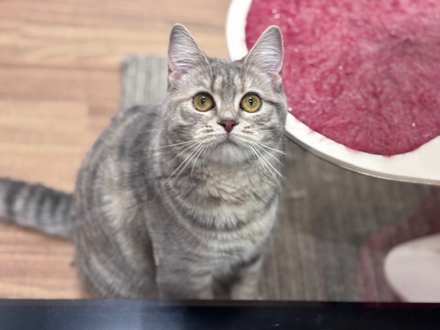 千葉県のマンチカン (ペッツワン木更津金田店/2025年2月14日生まれ/女の子/ブルータビー)の子猫の3枚目の画像