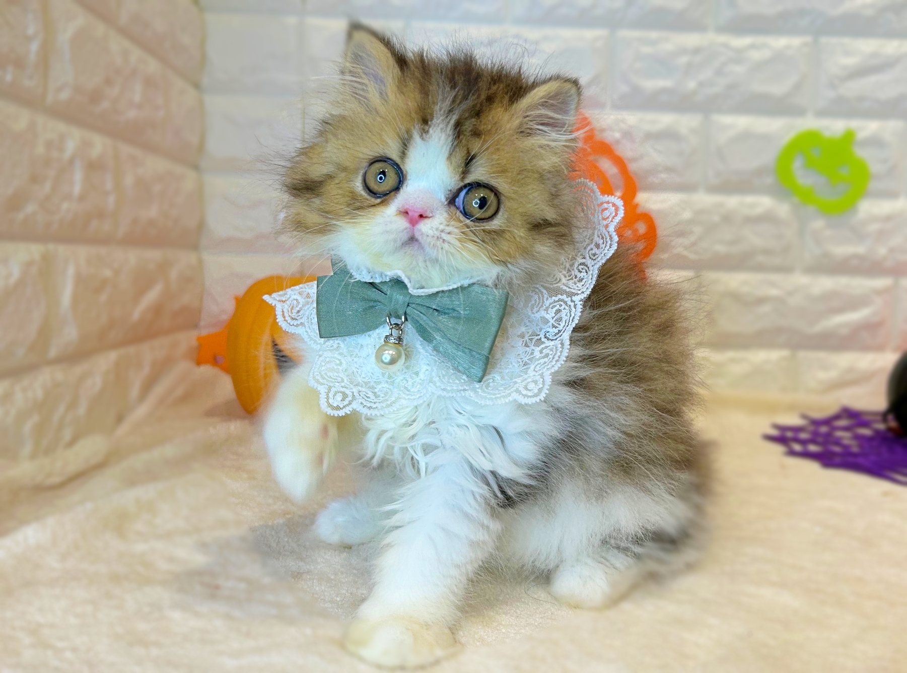 京都府のエキゾチック (ペッツワン亀岡店/2025年8月21日生まれ/男の子/ブラックタビーホワイト)の子猫の3枚目の画像